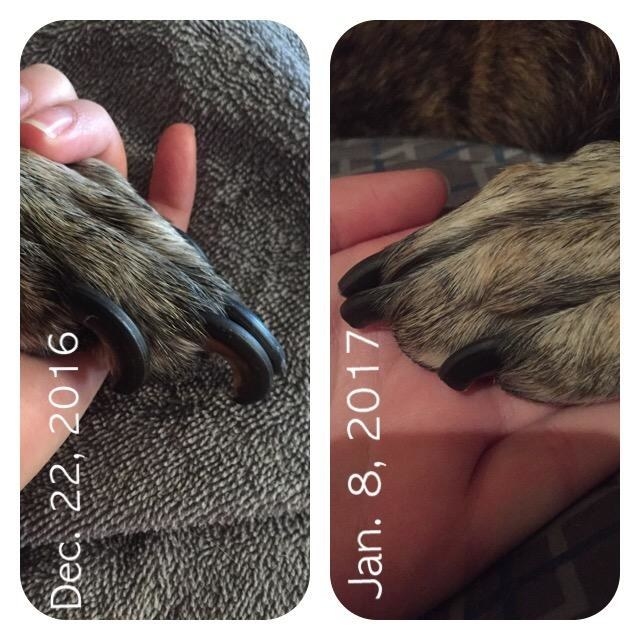 Before photo of dog&#x27;s nails that are so long they&#x27;re starting to curve and after photo of the same nails looking short and neatly trimmed