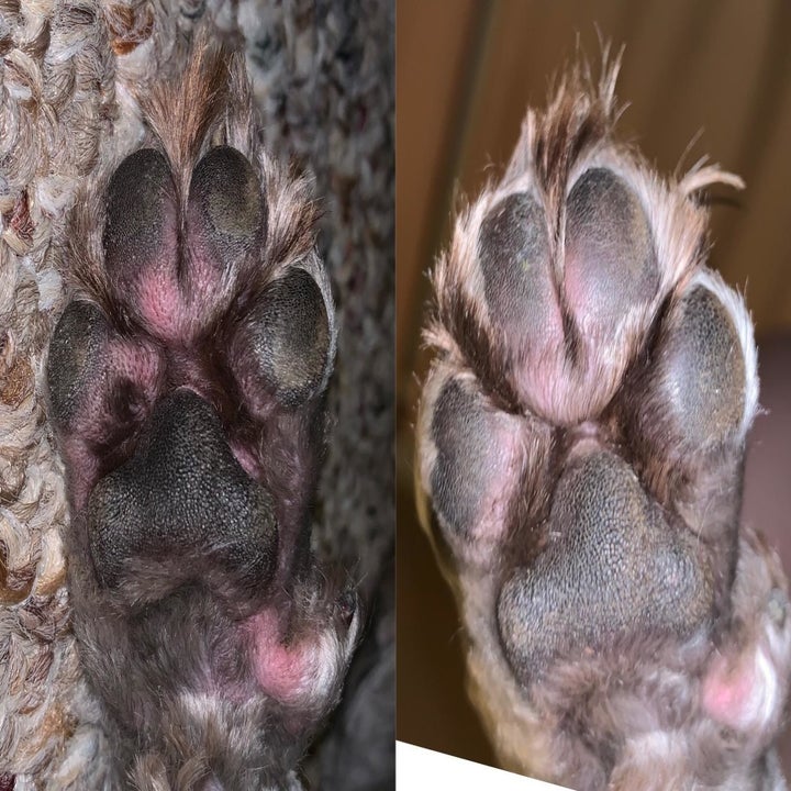 Reviewer's before and after photo showing the spray reduced inflammation on their dog's paw