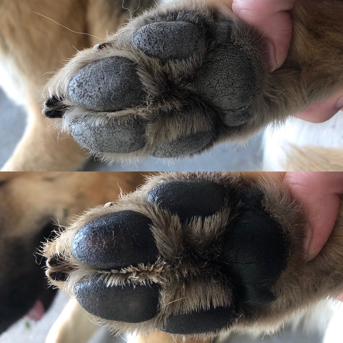 Before photo of a dog's paw pads looking dry next to an after photo of the same dog's paws looking moisturized after applying the balm
