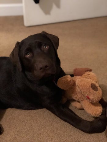 The same lab grown up with the same toy