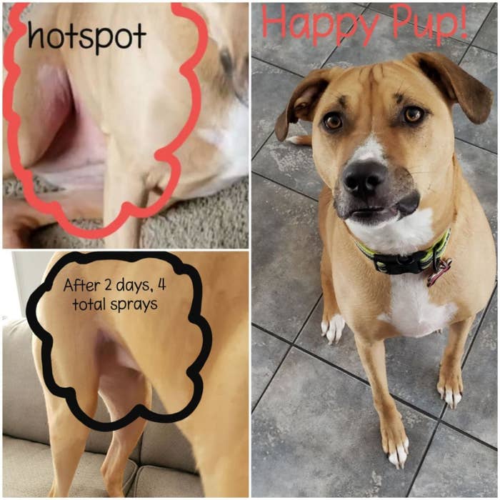 Reviewer&#x27;s before and after photo showing the spray got rid of a dog&#x27;s hot spot