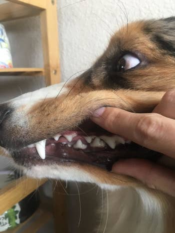 A customer review photo of their dog's white teeth after using the oral care liquid 