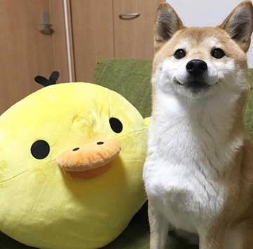 18 Shiba Inu Pictures That Prove Theyre Both Weird And