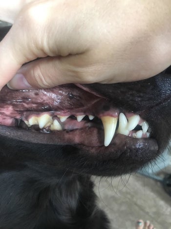 A customer review photo of their dog's yellow canine teeth
