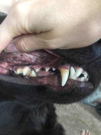 Reviewer photo of their dog with yellow canine teeth