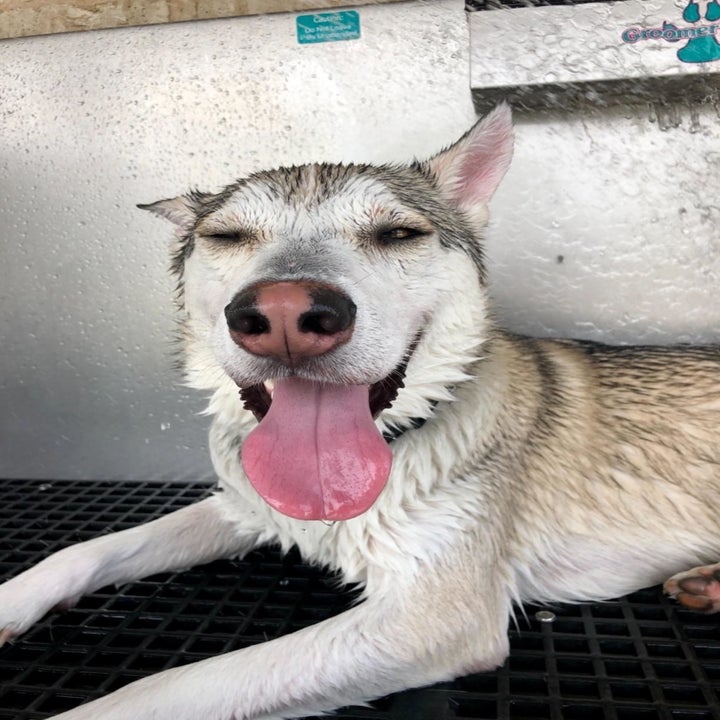 Happy looking husky getting a bath