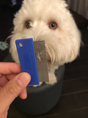reviewer's dog looks at fine toothed comb with boogers in it 