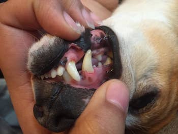 A customer review photo of their dog's clean teeth after using the toothpaste