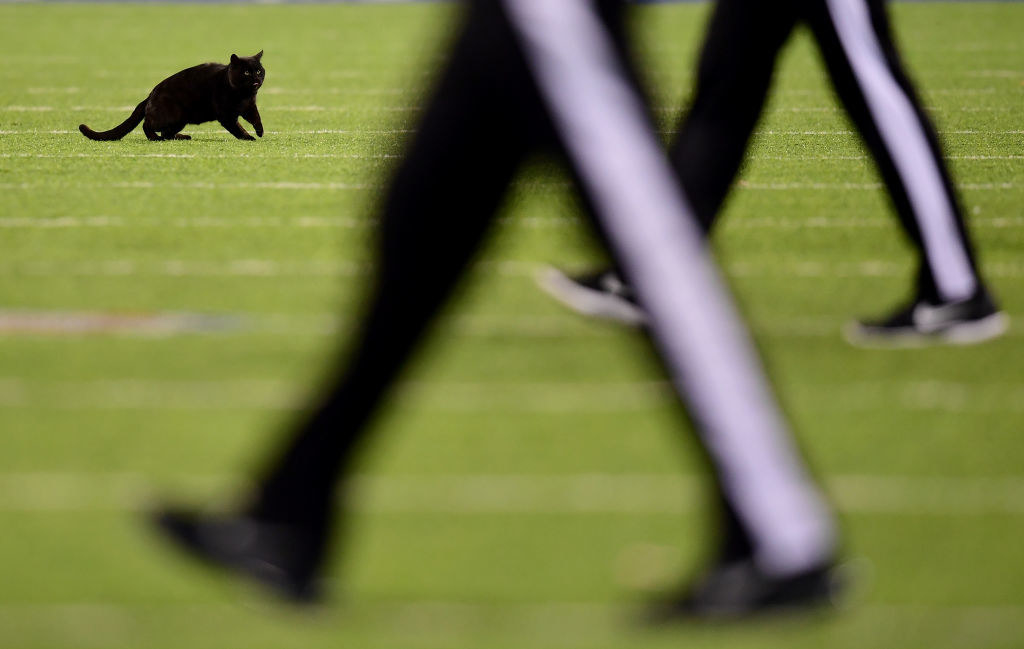 Black cat runs interrupts Giants-Cowboys game