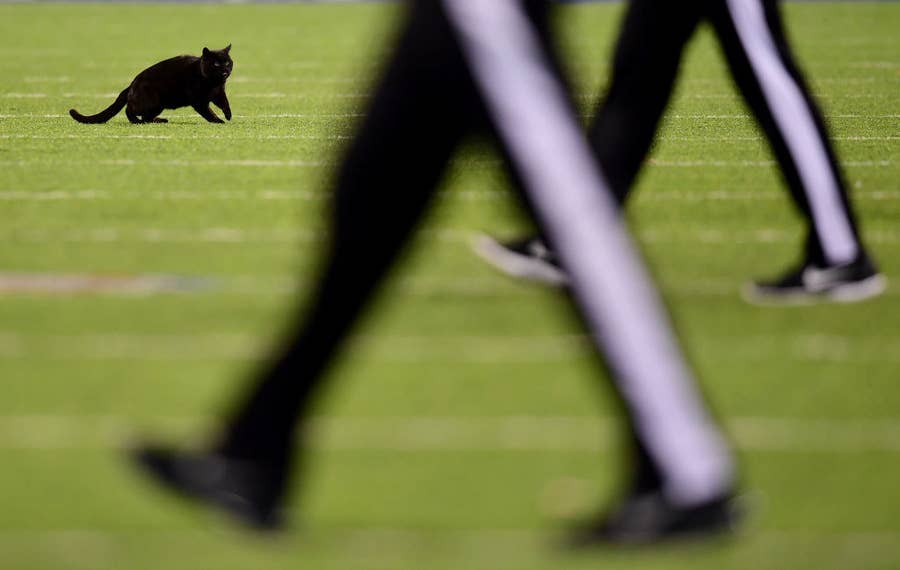 Video Monday Night Football gets 'tackled' by a black cat - ABC News