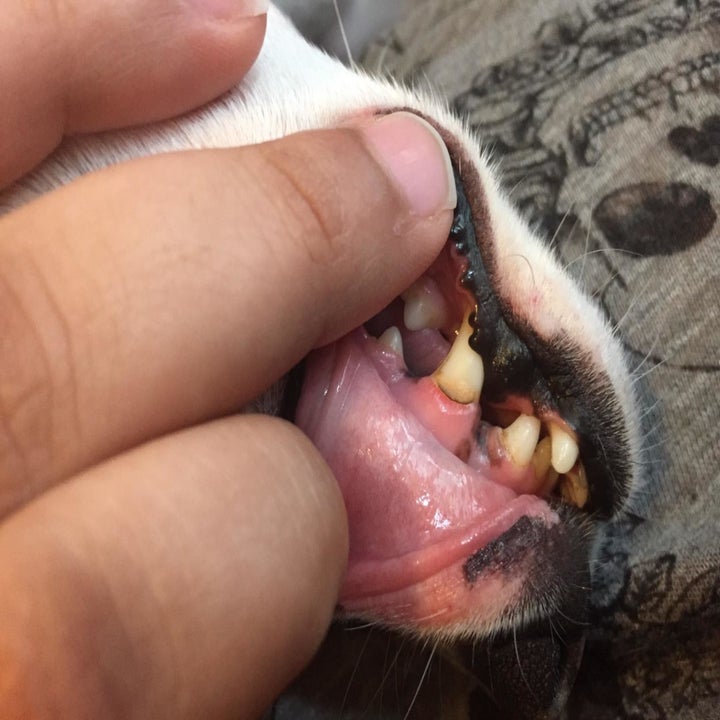 Reviewer photo of their dog's teeth, which are yellow and have a black ring around the gum
