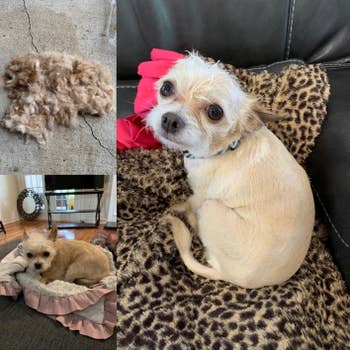 A series of customer review photos showing disheveled dog looking neat and groomed
