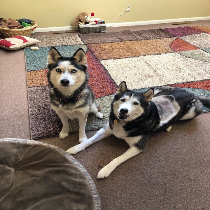 24 Problem-Solving Products Every Dog Owner Probably Needs