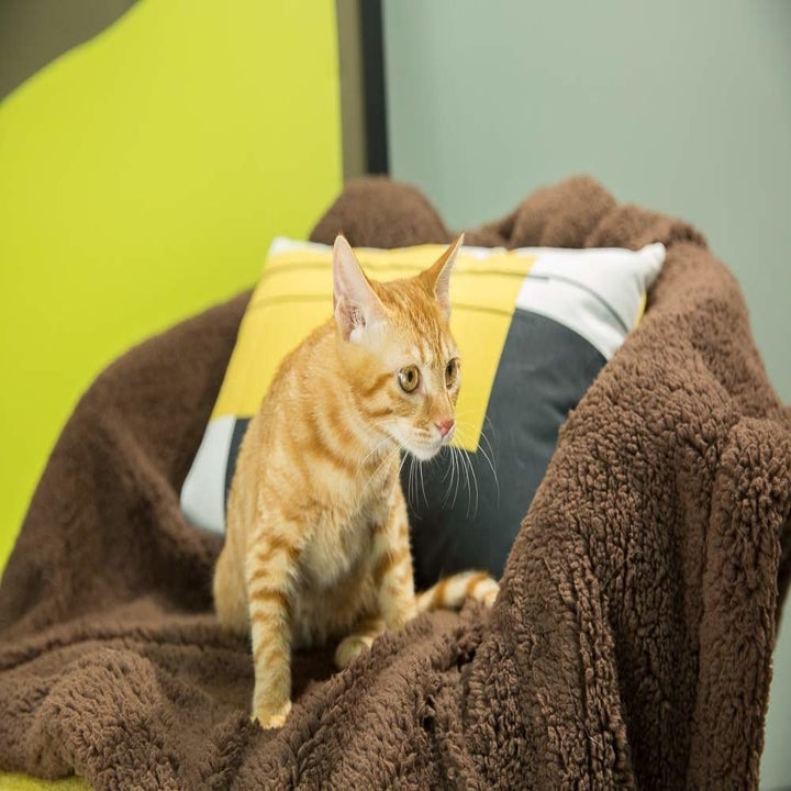 46 Things For Anyone Who's Obsessed With Their Pet