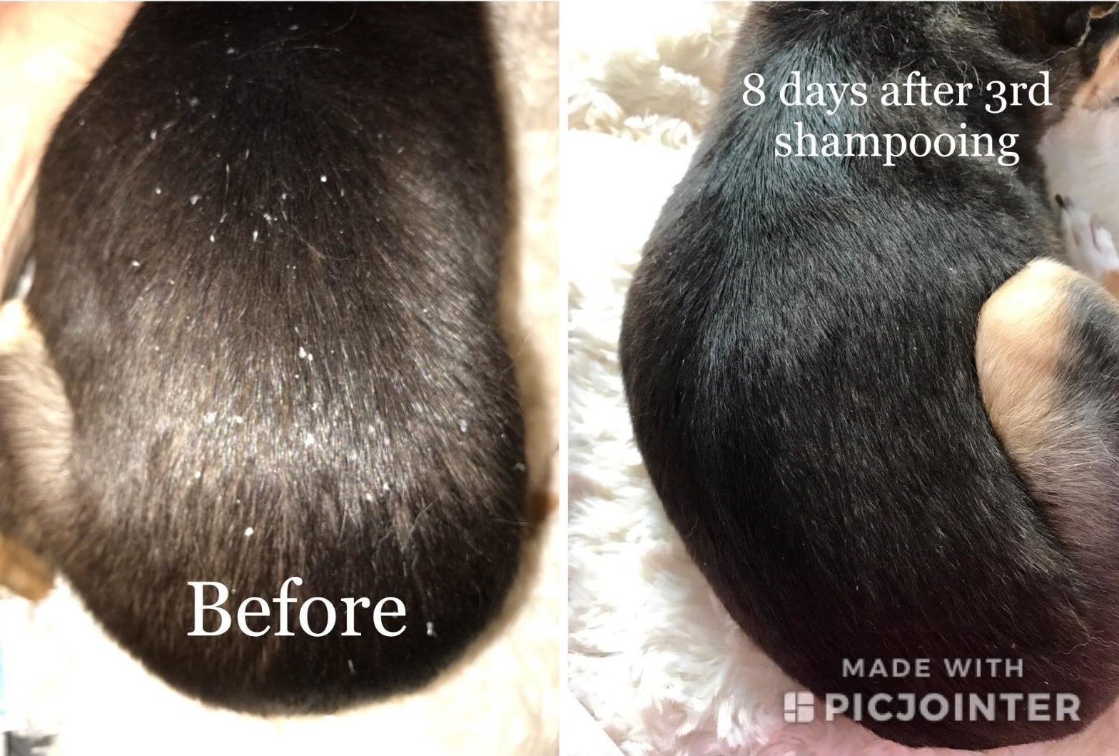 reviewer before and after photo showing the dandruff completely gone from their pet&#x27;s fur
