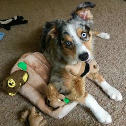 Australian shepherd playing with the toy