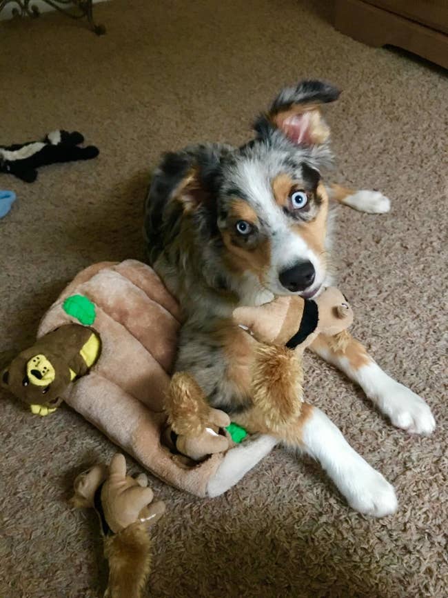 Reviewer photo of their dog playing with the toy