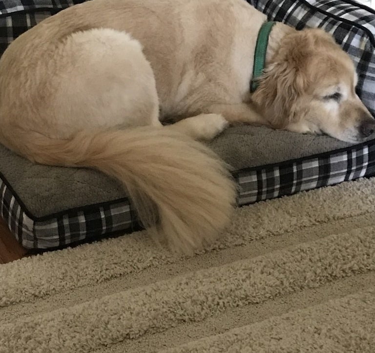 a golden retriever laying in the bed comfortably