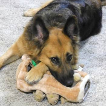 German shepherd resting its head on the toy