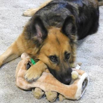 German shepherd resting its head on the toy