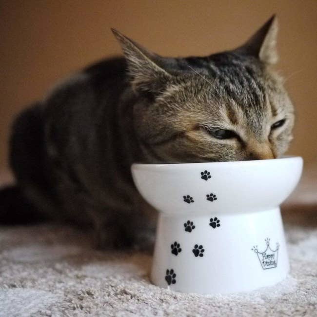 a cat eating out of the raised white bowl with tiny paw prints on it