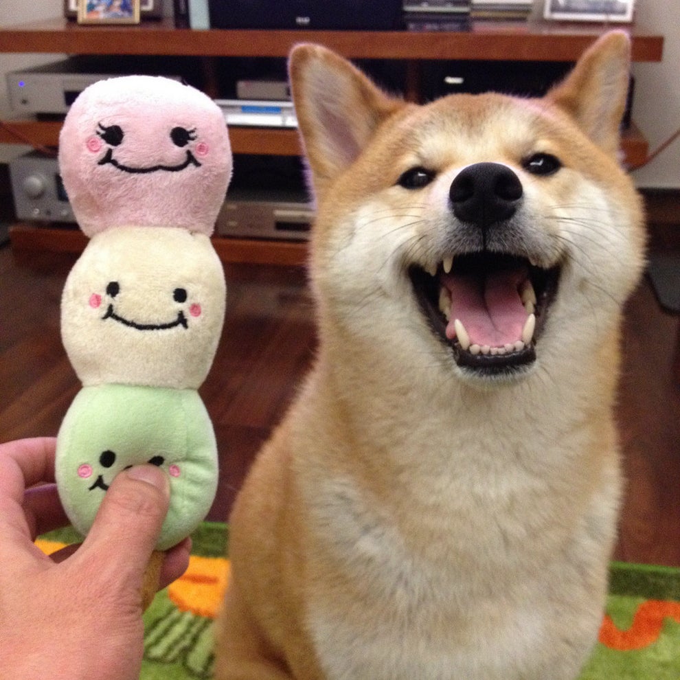 18 Shiba Inu Pictures That Prove They Re Both Weird And Wonderful