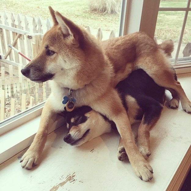 決定しました この世で一番かわいい生き物は 柴犬 です