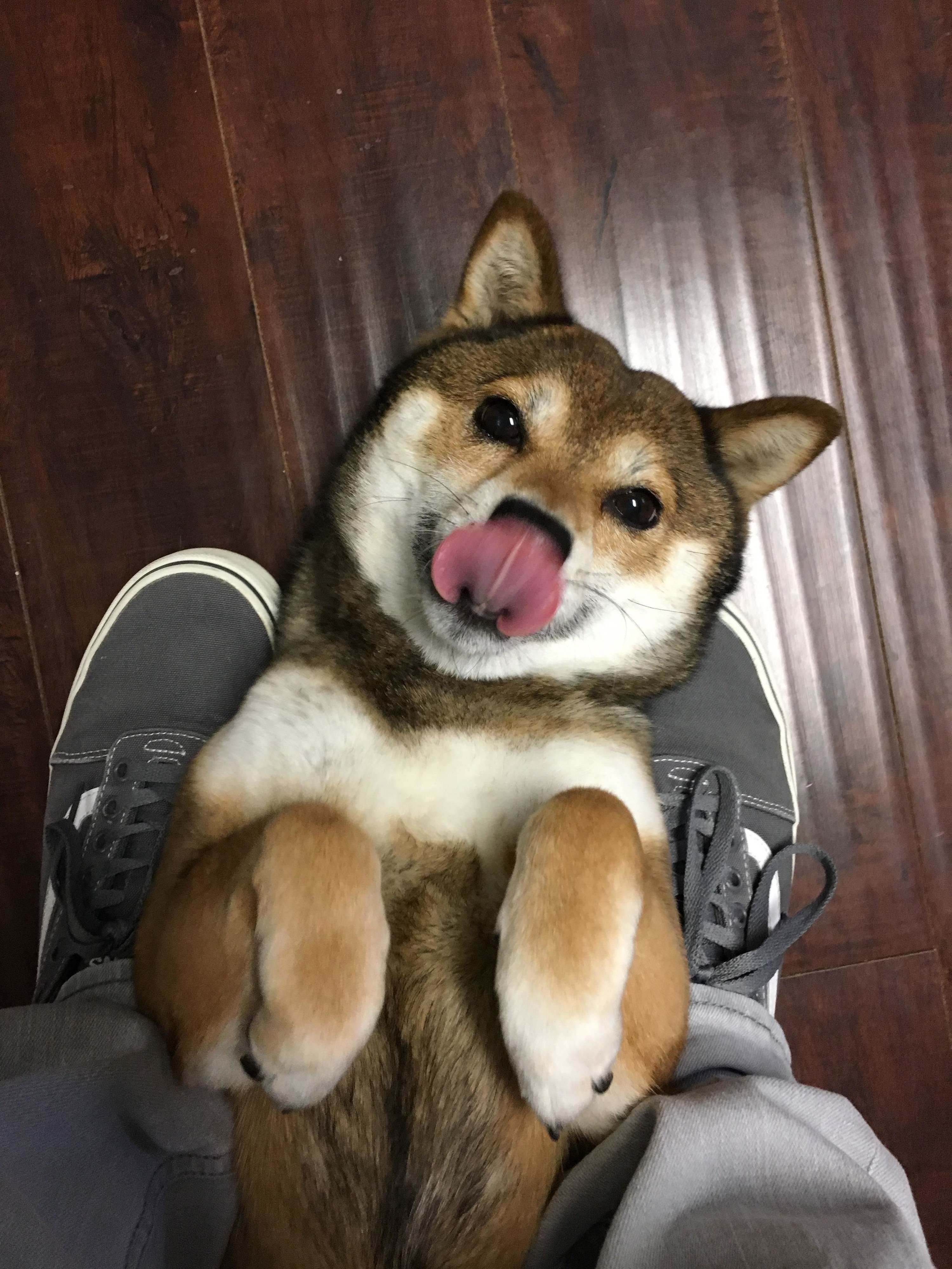 18 Shiba Inu Pictures That Prove They're Both Weird And Wonderful