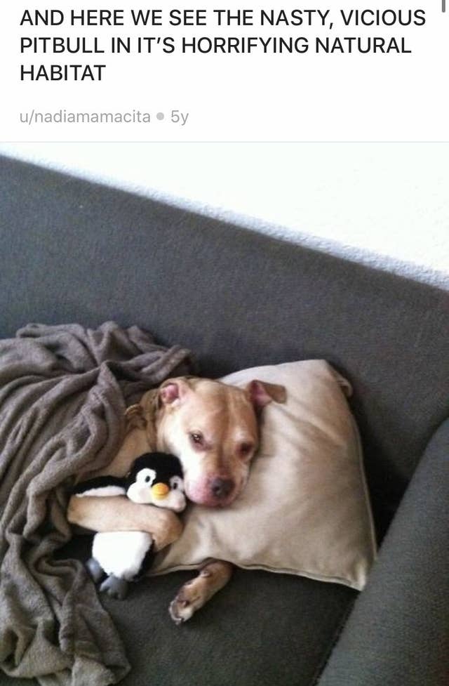 pitbulls who are as cute as they are