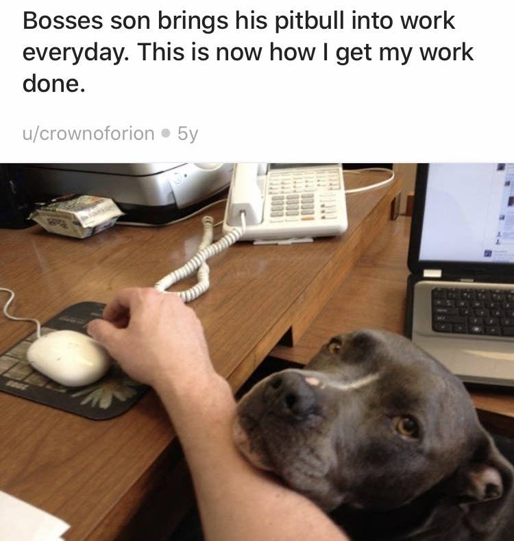 pitbulls who are as cute as they are