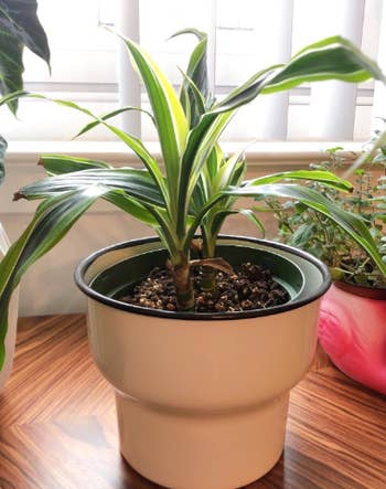 Same reviewer's photo to show a now healthier plant