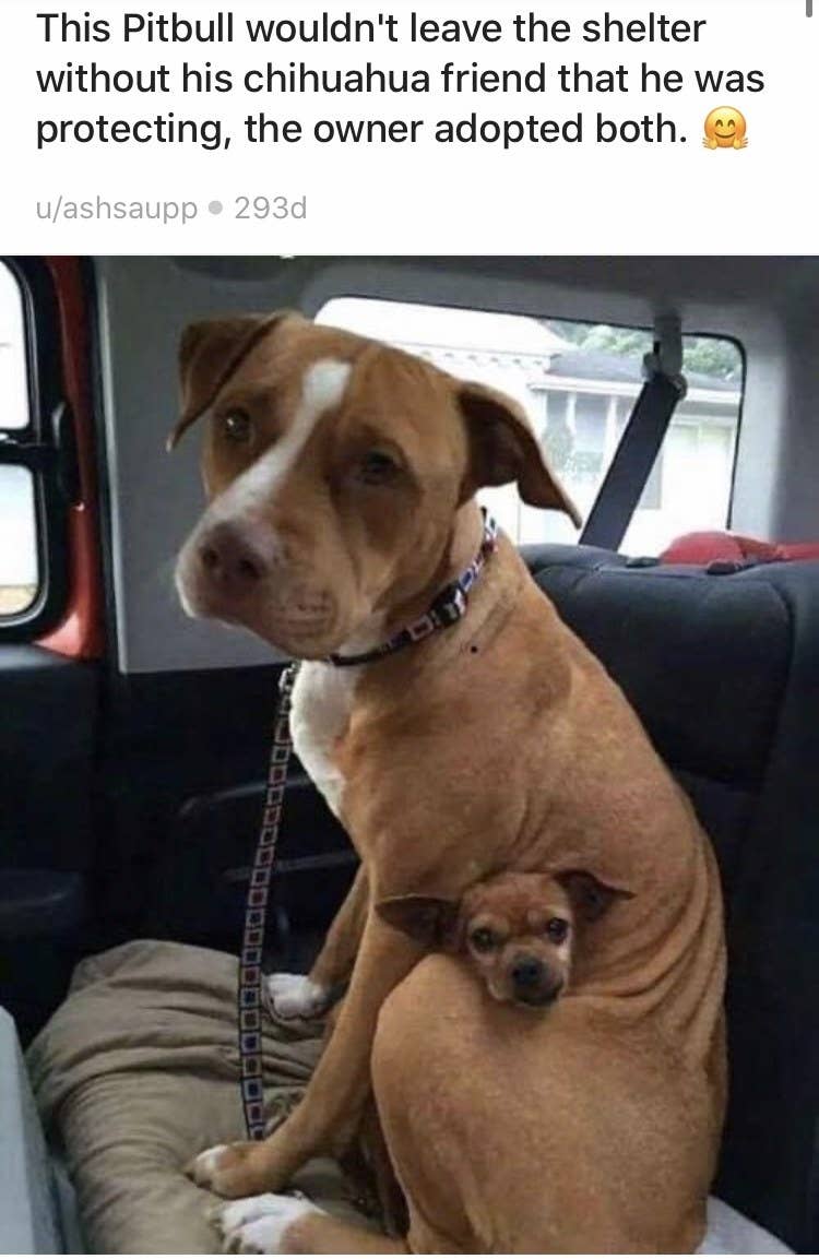 pitbulls who are as cute as they are