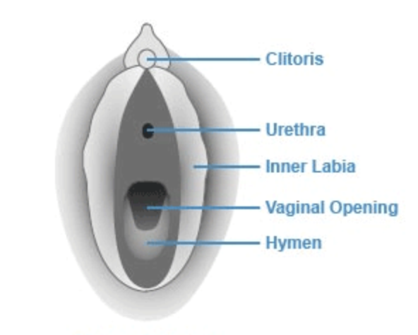 Here S A Hymen Explainer That Is Safe For Work