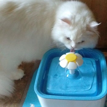Cat sniffing the water as it flows from the flower-shaped spout