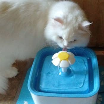 Cat sniffing the water as it flows from the flower-shaped spout