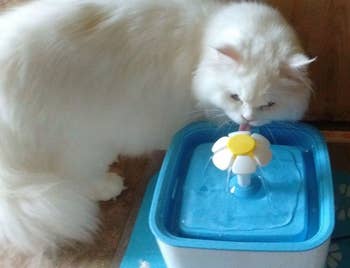 Cat sniffing the water as it flows from the flower-shaped spout