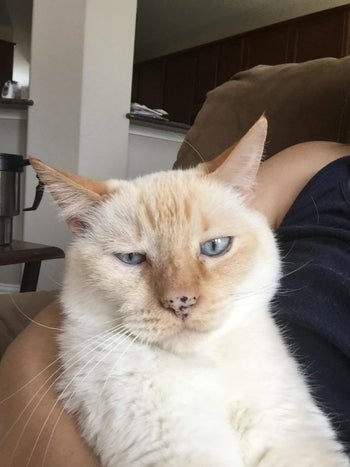 Reviewer photo of the same cat with no eye infection after using the wash