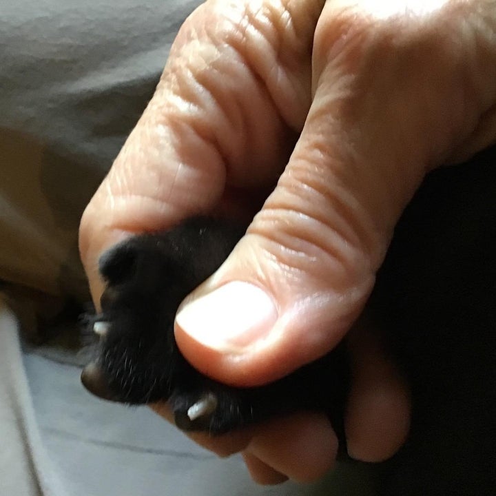 Reviewer photo of their cat's clipped claws