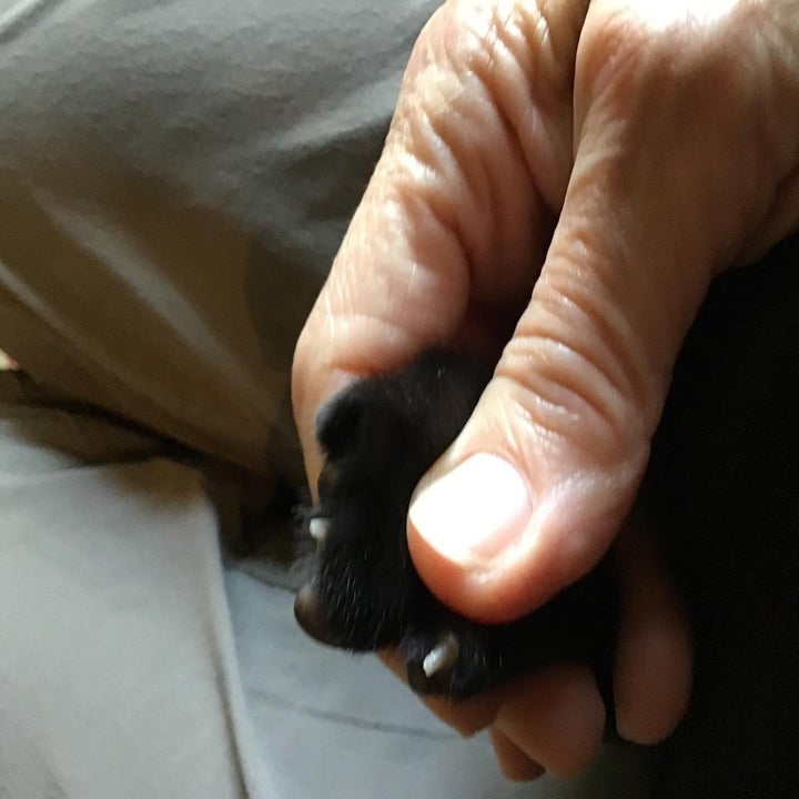 Reviewer photo of their cat's clipped claws
