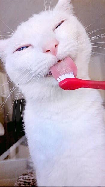 a cat licking the toothbrush