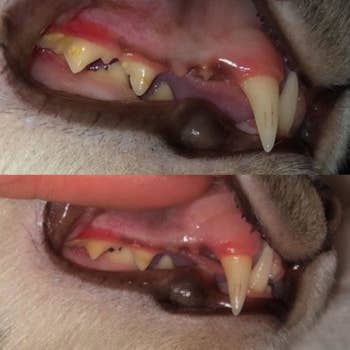 before and after photos of an animal's teeth after using the dental kit