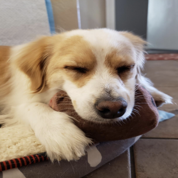 a gorgeous white and brown doggo