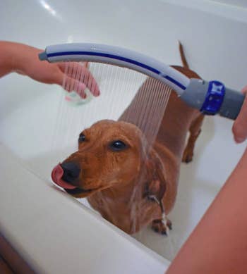 a small dog in a bath tub being cleaned with the shower attachment