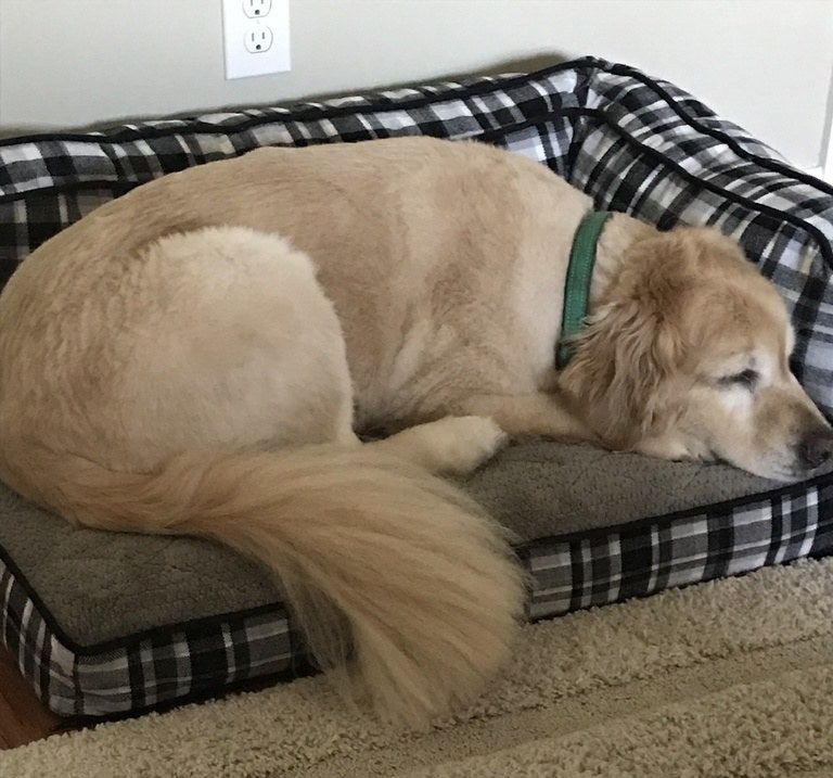a golden retriever comfortably napping in the bed
