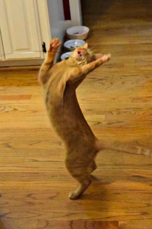 An orange tabby dancing on their hind legs trying to get the toy