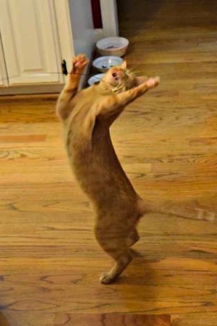 An orange tabby dancing on their hind legs trying to get the toy