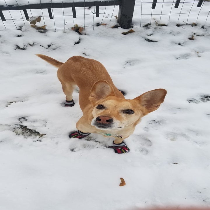 30 Pet Products That Ll Solve Practically All Your Winter Woes