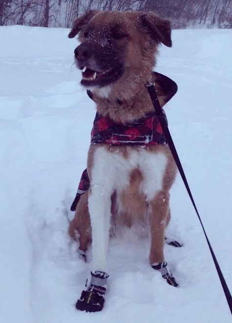 30 Pet Products That Ll Solve Practically All Your Winter Woes