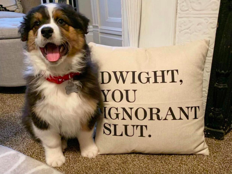 A customer review photo of their dog next to the linen pillow cover that reads, &quot;Dwight, you ignorant slut&quot; 