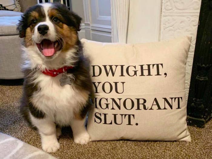 A customer review photo of their dog with the pillow case that says &quot;dwight you ignorant slut&quot; 